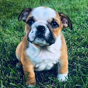 Meet your Posher, Preston